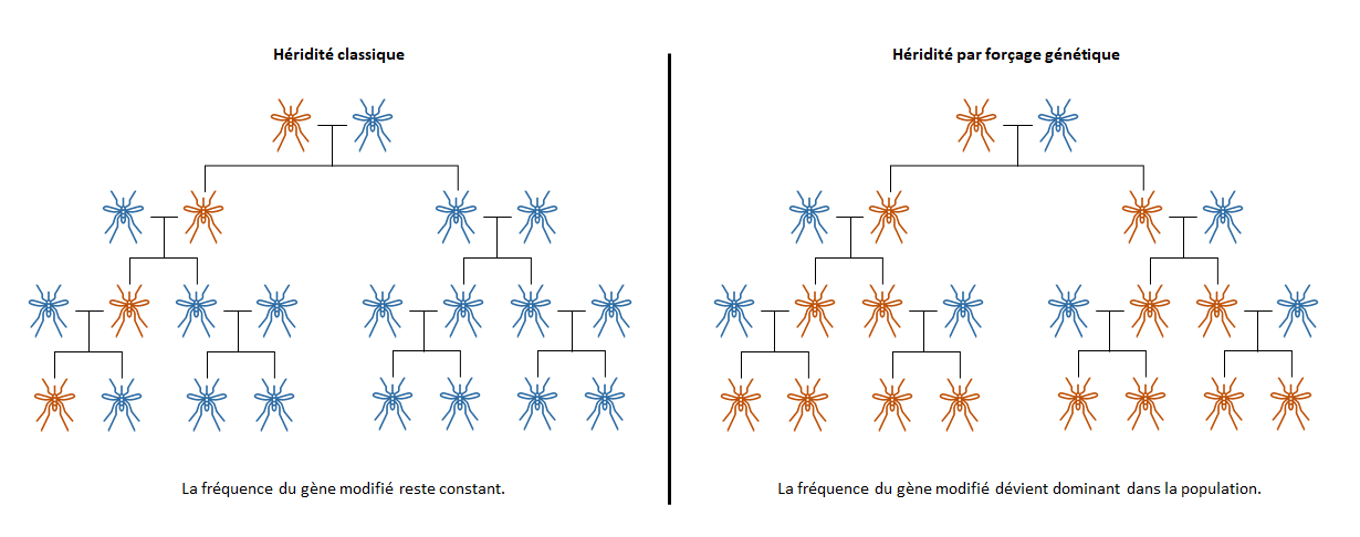 Gene Drive