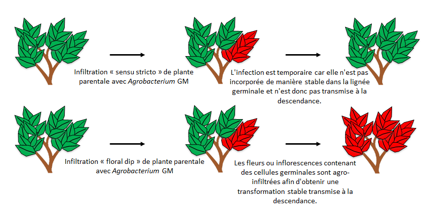 L’agro-infiltration