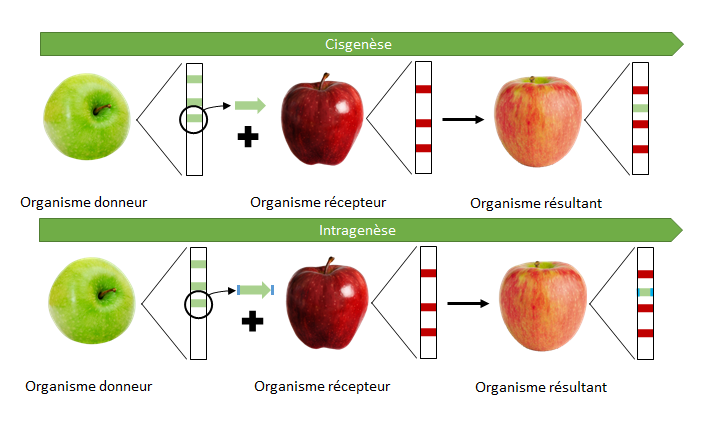 cisgenese_intragenese